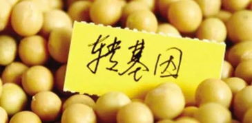 福特座椅大豆造，車(chē)內(nèi)異味的“真兇”究竟是誰(shuí)？